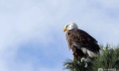 九游娱乐网页-关于英格兰绝地反击瑞士，阿奎罗绝境逆转的信息